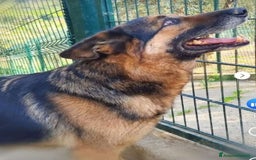Pastore Tedesco cani in regalo: Pastore Tedesco TUTTI AVVELENATI TRANNE LUI!SICILI a Città metropolitana di Milano - Immagine 1