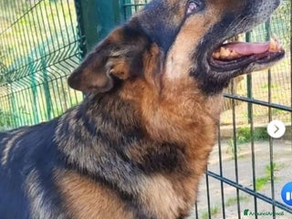 Pastore Tedesco cani Pastore Tedesco TUTTI AVVELENATI TRANNE LUI!SICILI a Città metropolitana di Milano - Annuncio 11