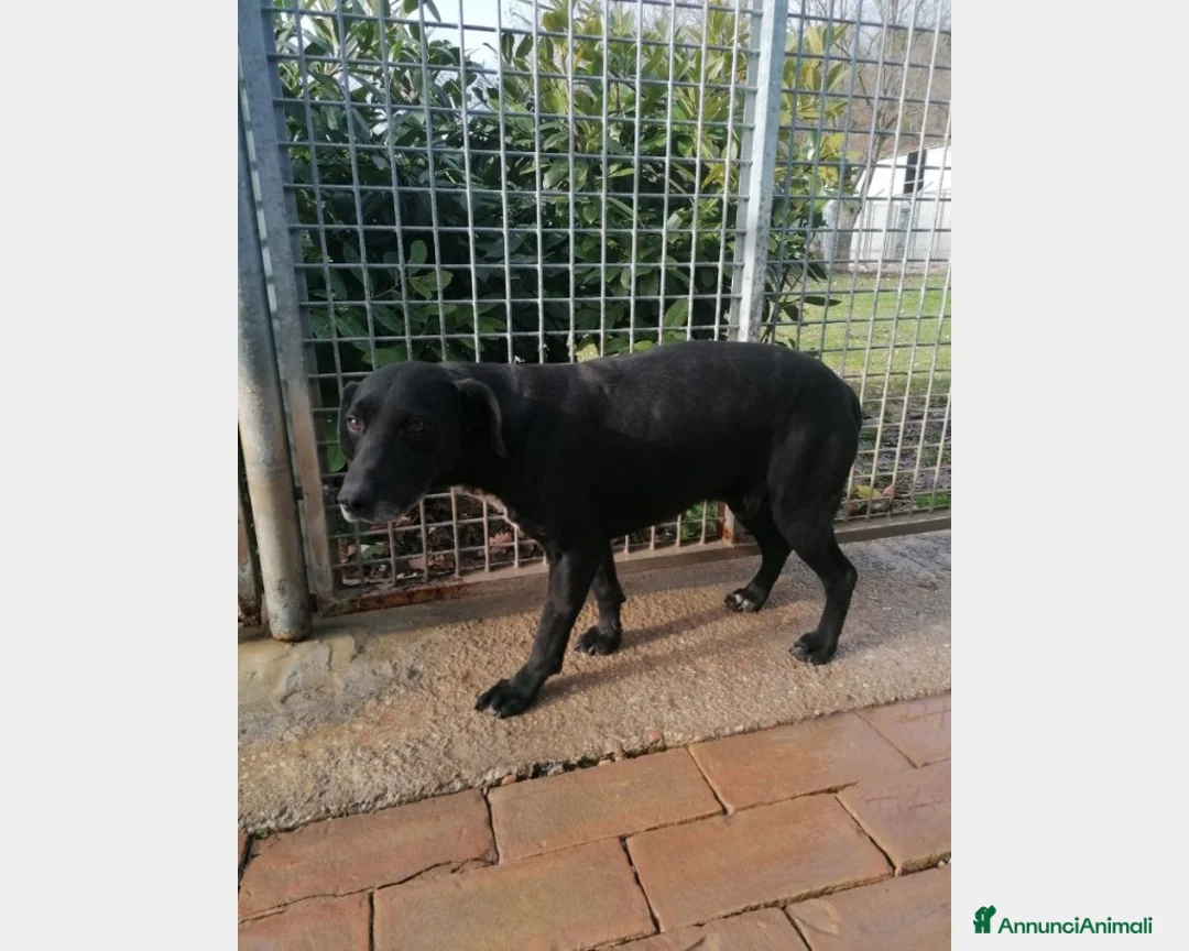 Meticcio cani in regalo: Nero entrato in box 6anni fa,mai 1chiamata!URBINO a Rimini - Annuncio 2