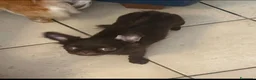 Chihuahua cani in vendita: Chihuahua mini femmina  - Annuncio 2