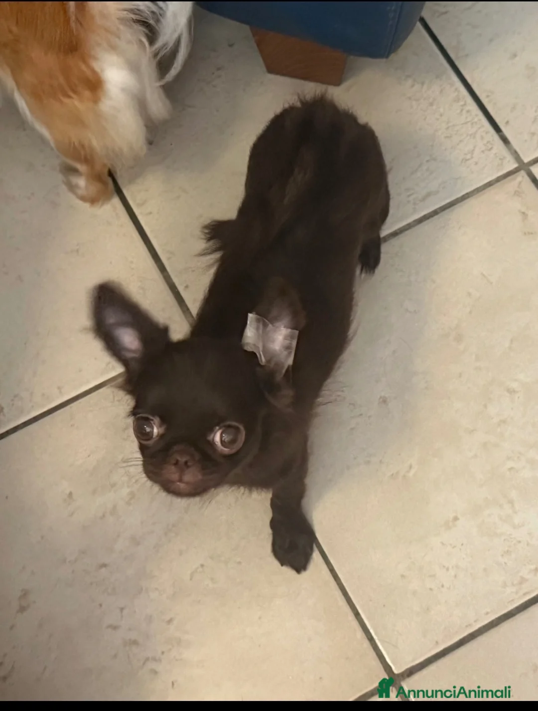 Chihuahua cani in vendita: Chihuahua mini femmina  - Annuncio 2
