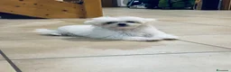 Maltese cani in vendita: Cuccioli di maltese con pedigree  a Provincia di Padova - Annuncio 4