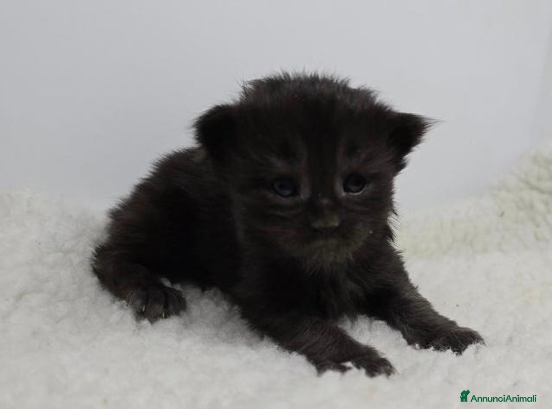 Maine Coon gatti in vendita: Gattini Maine Coon GRANDI Blu/Nero Tortie/Tabby - Annuncio 7