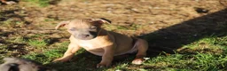 Pitbull cani in vendita: Pit Bull con pedigree anche a rate  - Annuncio 18