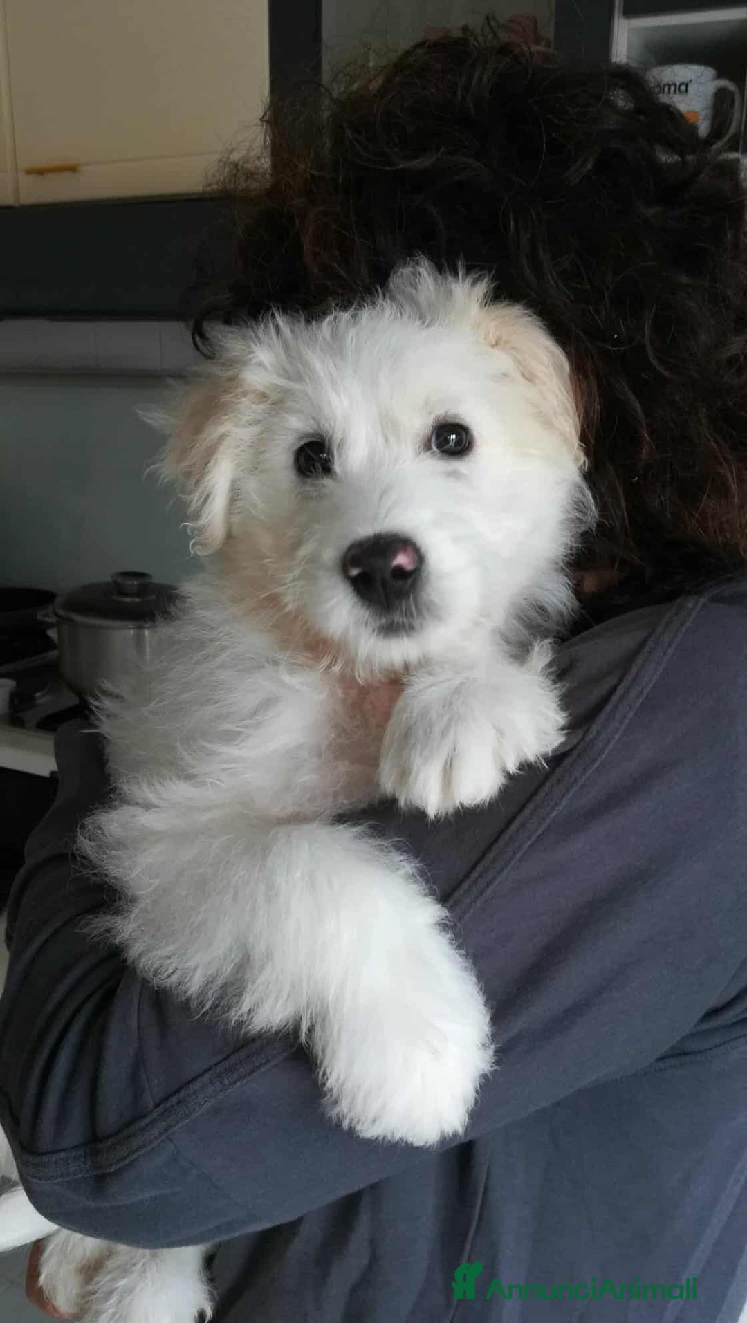 Meticcio cani in regalo: LEON, cucciolotto buffissimo! 3 MESI - Annuncio 1