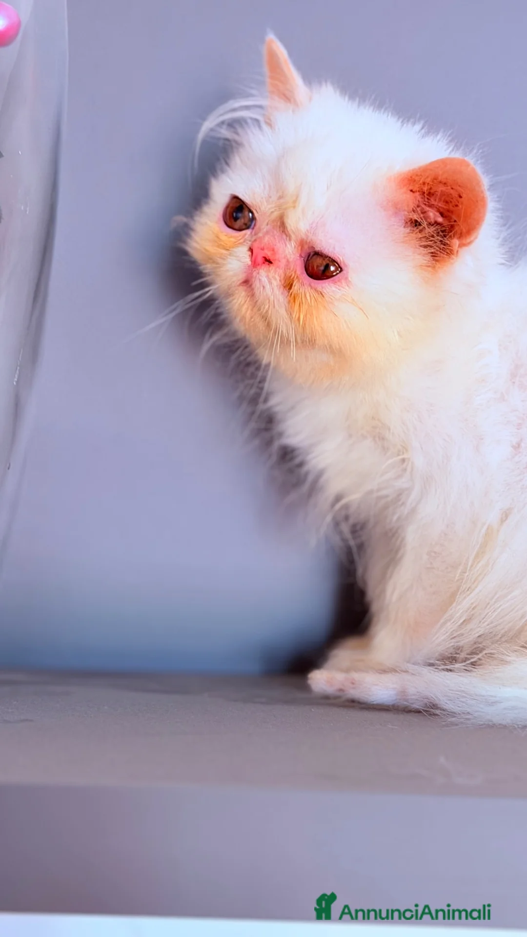 Persiano gatti in vendita: Maschietti persiani - Annuncio 2