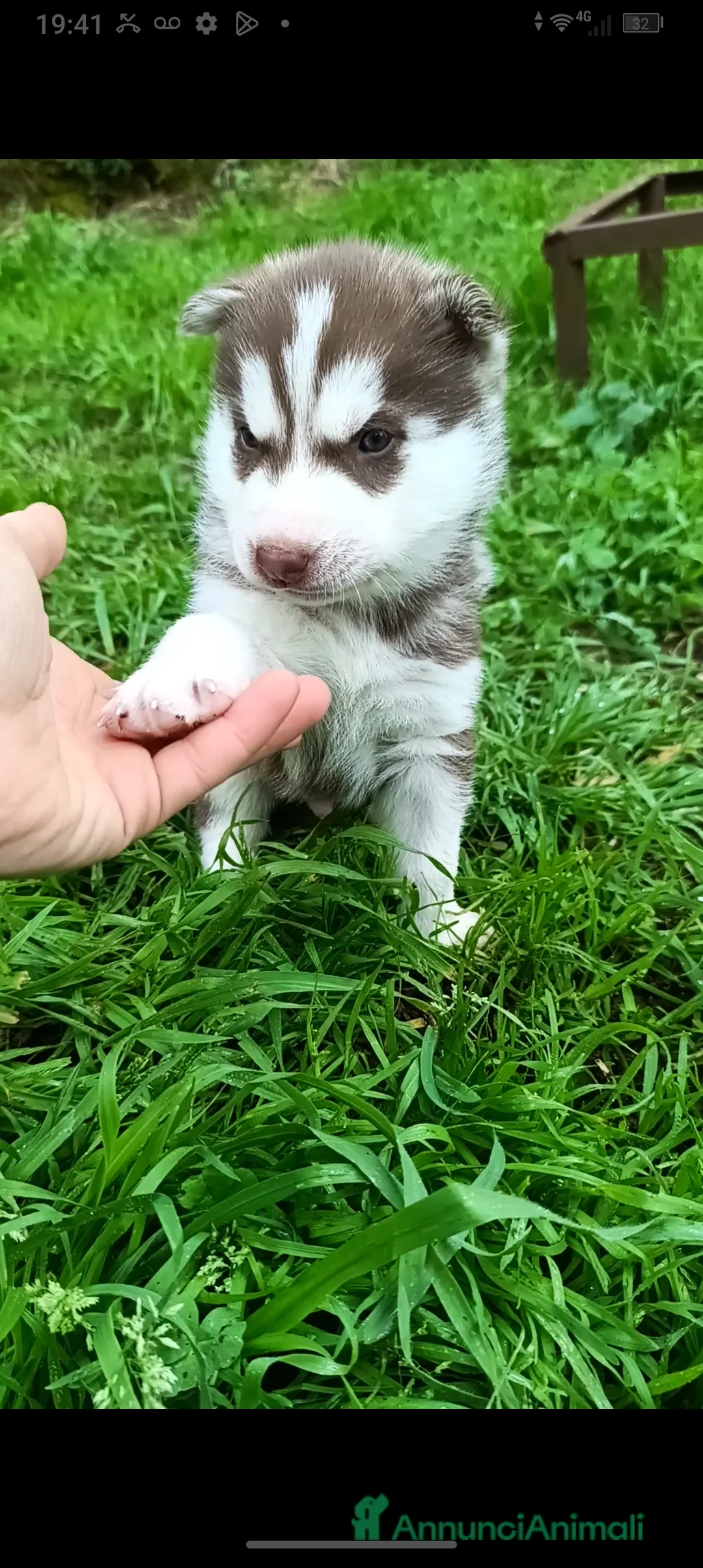Husky cani in vendita: Cucciolo Siberian husky  - Annuncio 2
