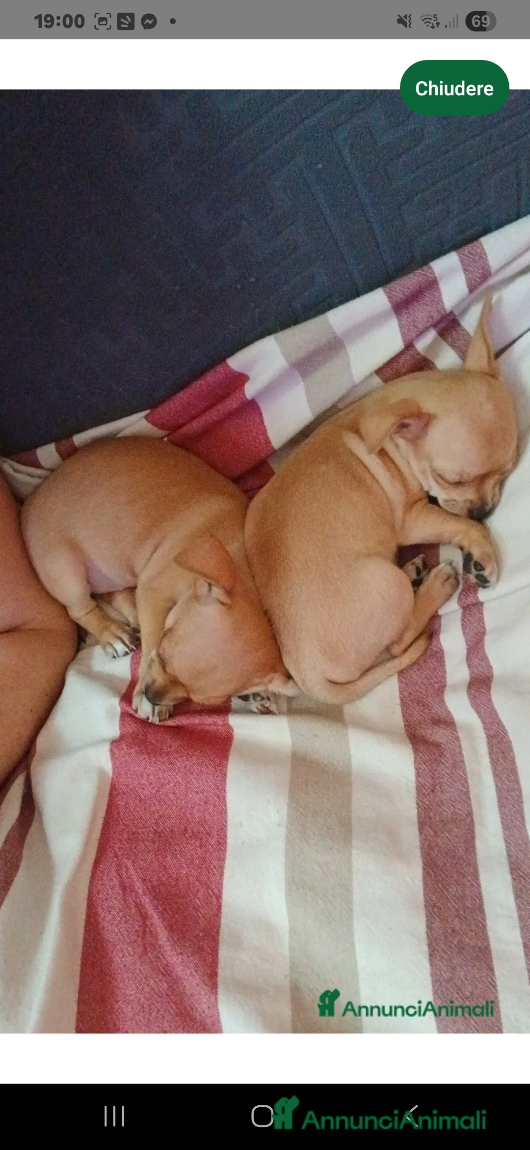 Chihuahua cani in vendita: Cucciole di chihuahua femminucce a Città metropolitana di Roma Capitale - Annuncio 1