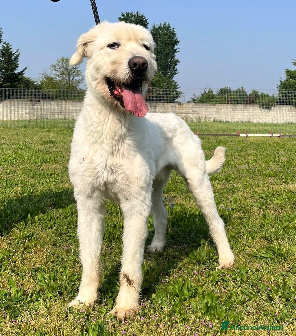 Meticcio cani BELLE BELLISSIMO CERCA CASA - Annuncio 31