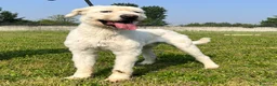 Meticcio cani in regalo: BELLE BELLISSIMO CERCA CASA - Annuncio 1