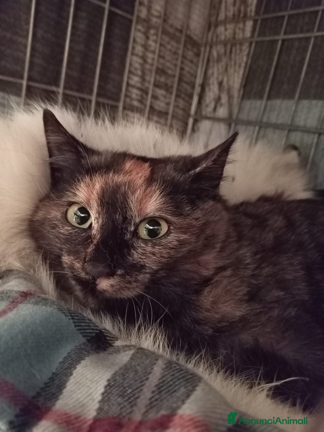 Europeo gatti in regalo: gatta 3 mesi cerca casa❤️ - Annuncio 7