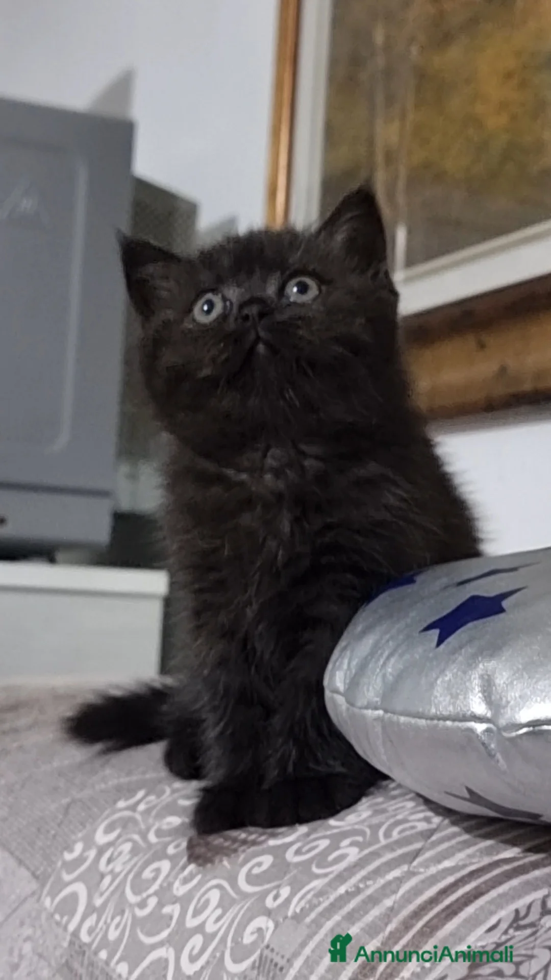 Scottish gatti in vendita: Scottish Straight Lettiera automatica in omaggio  - Annuncio 2