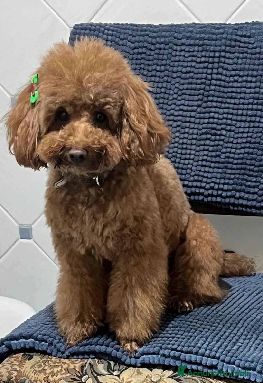 Barboncino Toy cani in vendita: Barboncino Toy Red - ultima femmina disponibile  - Annuncio 1