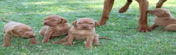Bracco cani in vendita: Cuccioli di bracco ungherese con pedigree di20 - Annuncio 5
