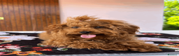 Barboncino Toy cani in vendita: Cuccioli di Barboncino Toy e Tea Cup - Annuncio 2