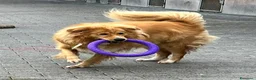 Meticcio cani in regalo: DIOR CAGNOLINO FULVO - Annuncio 5
