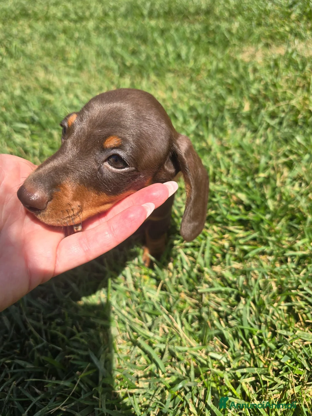 Bassotto cani in vendita: Bassotto tedesco  a Città metropolitana di Roma Capitale - Annuncio 7