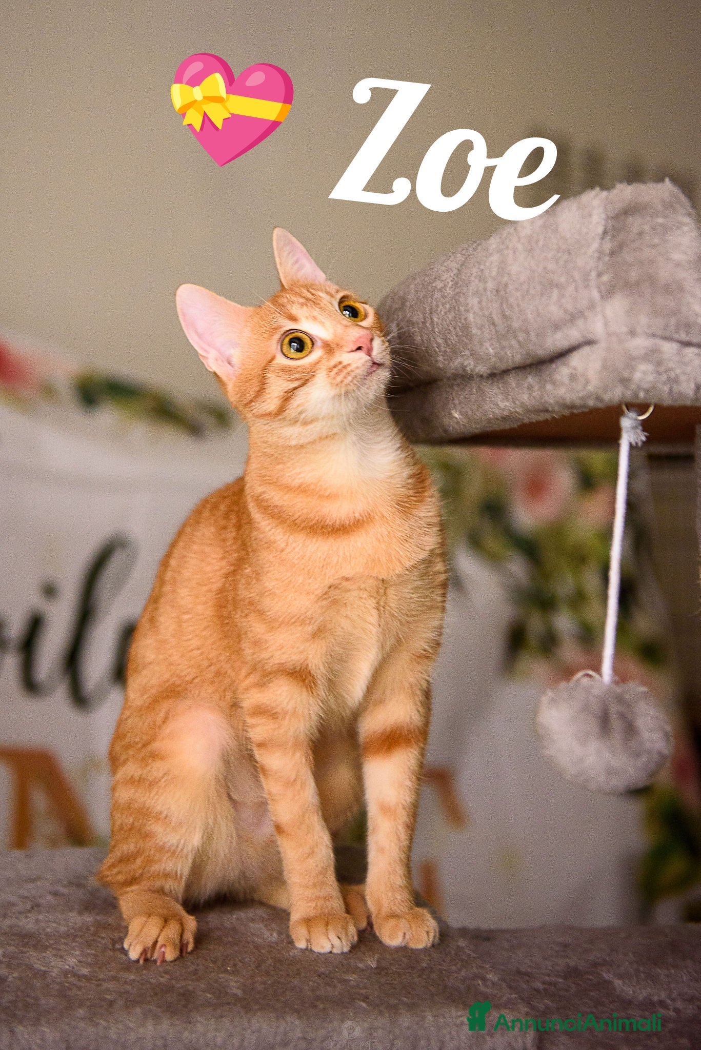 Europeo gatti Adotta Zoe, porta vita nella tua vita - Annuncio 1