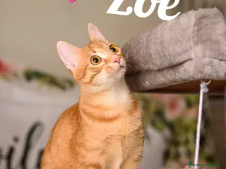 Europeo gatti Adotta Zoe, porta vita nella tua vita - Annuncio 1