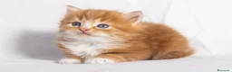 Siberiano gatti in vendita: Cuccioli gatto siberiano disponibili - Annuncio 10