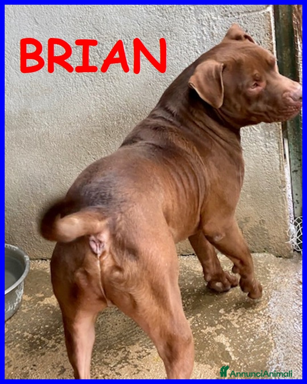 Pitbull cani in regalo: BRIAN cerca amico umano esperto razza - Annuncio 3