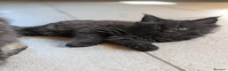 Maine Coon gatti in vendita: Cuccioli di Maine Coon alta qualità  - Annuncio 10