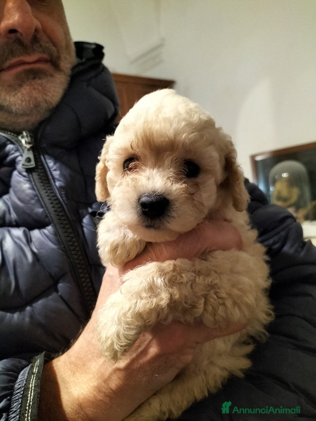 Barboncino cani in vendita: Barboncini nani  - Annuncio 7