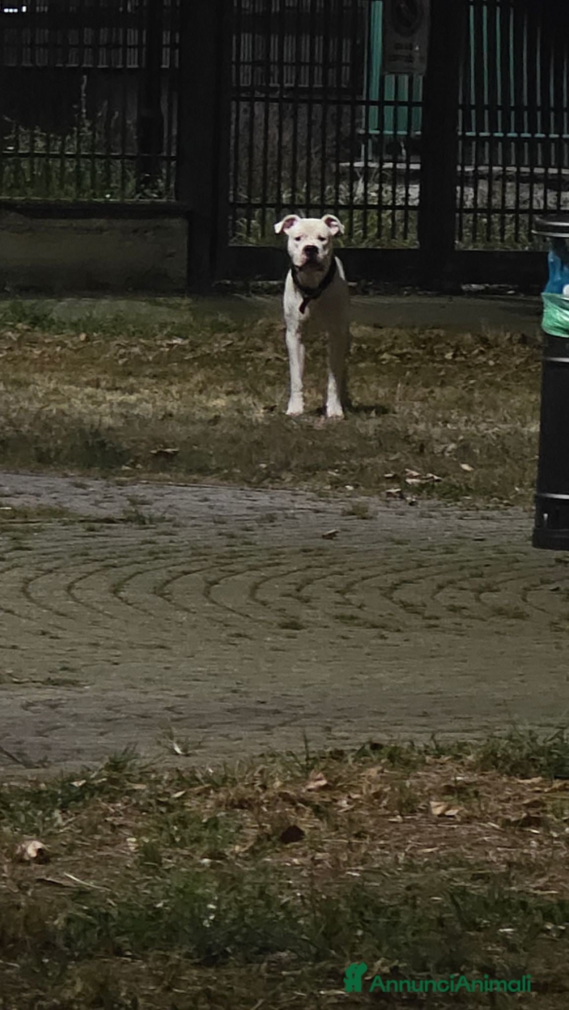Dogo Argentino cani Ciao mi chiamo blanko cerco una cagnolona per me  - Annuncio 32
