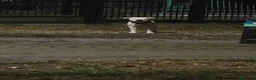 Dogo Argentino cani per accoppiamento: Ciao mi chiamo blanko cerco una cagnolona per me  a Città Metropolitana di Torino - Annuncio 1