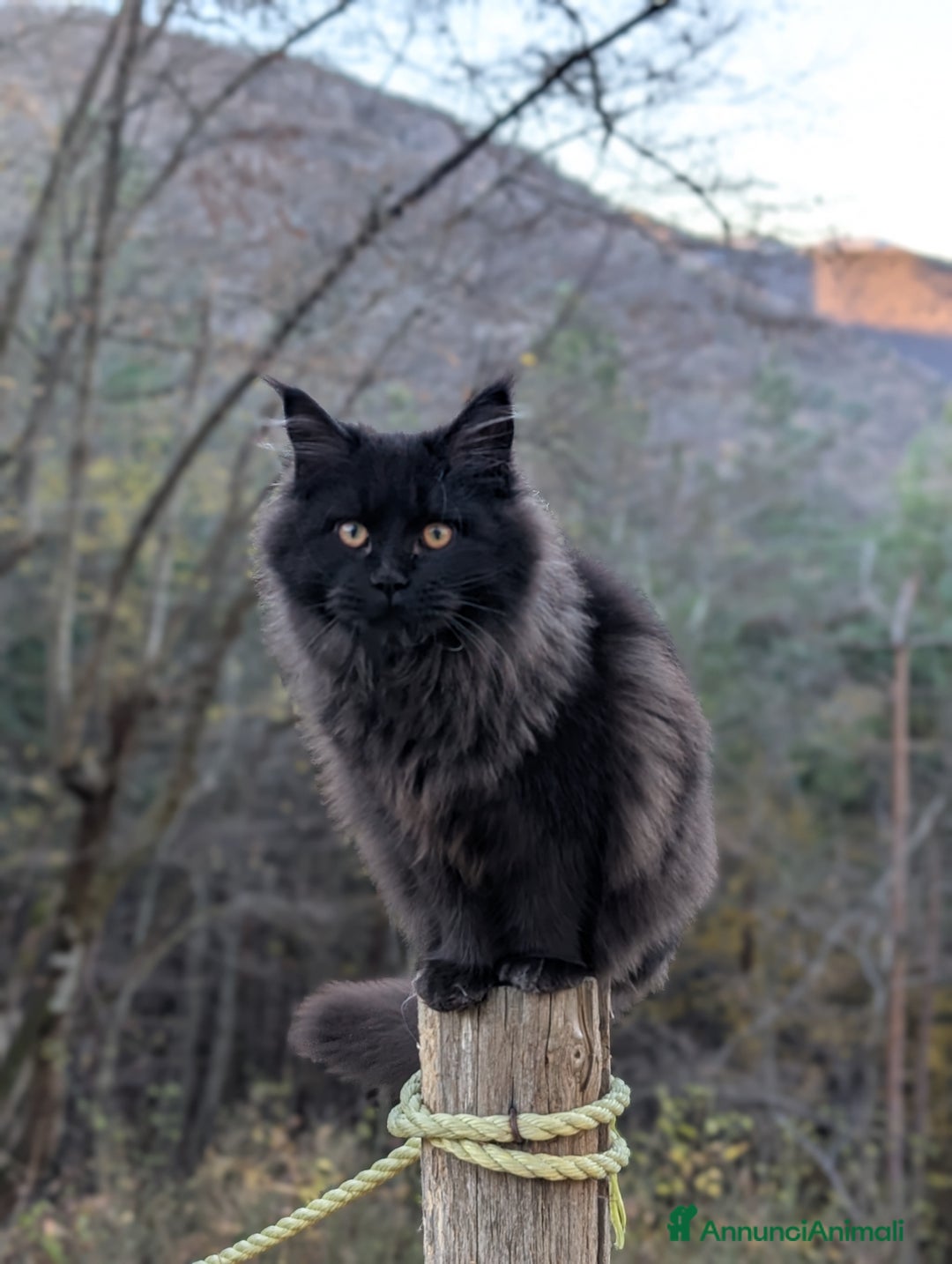 Maine Coon gatti in vendita: Maine Coon XXL nera, cucciolona - Annuncio 4