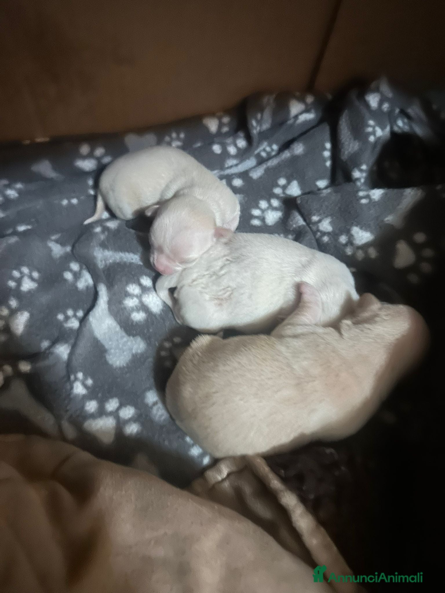 Chihuahua cani Chihuahua  - Annuncio 30