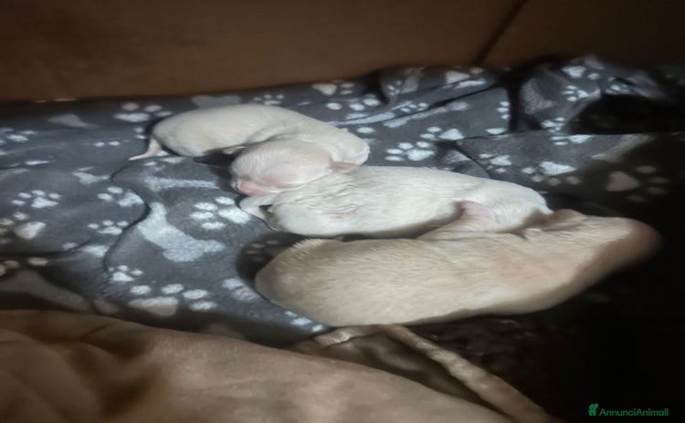 Chihuahua cani - Annuncio 1