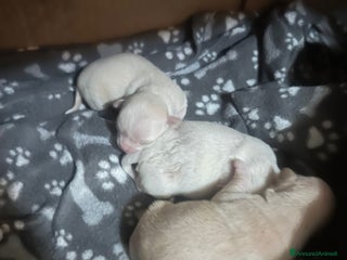 Chihuahua cani Chihuahua - Annuncio 30