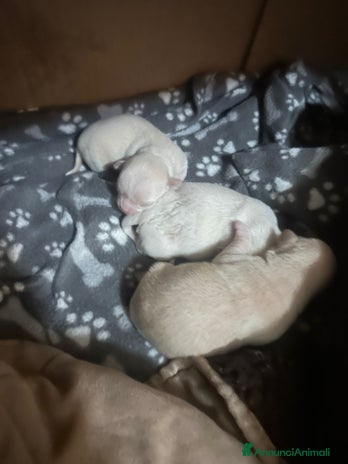 Chihuahua cani - Annuncio 1