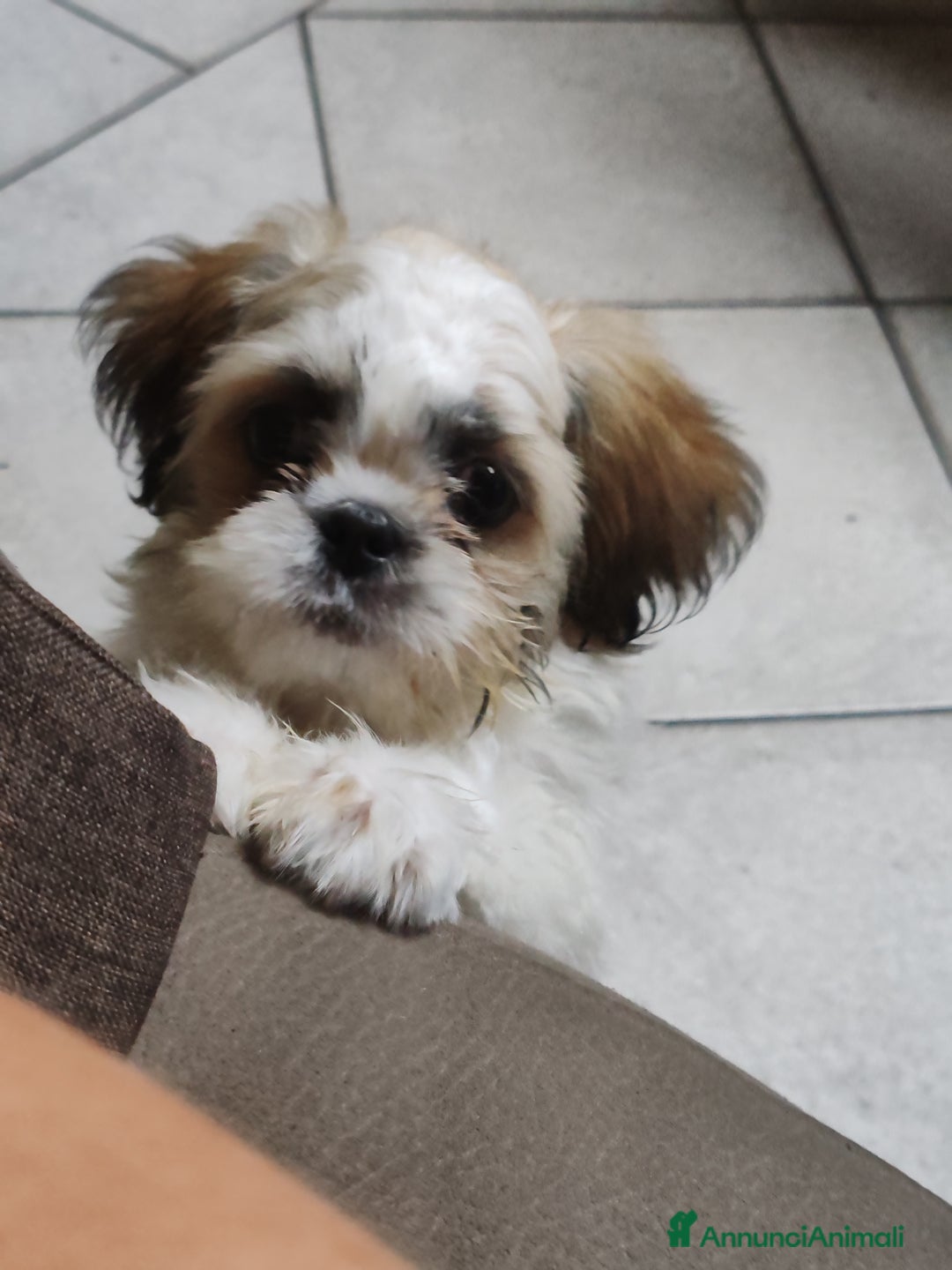 Shih Tzu cani in vendita: Cucciolo di shitzu - Immagine 3