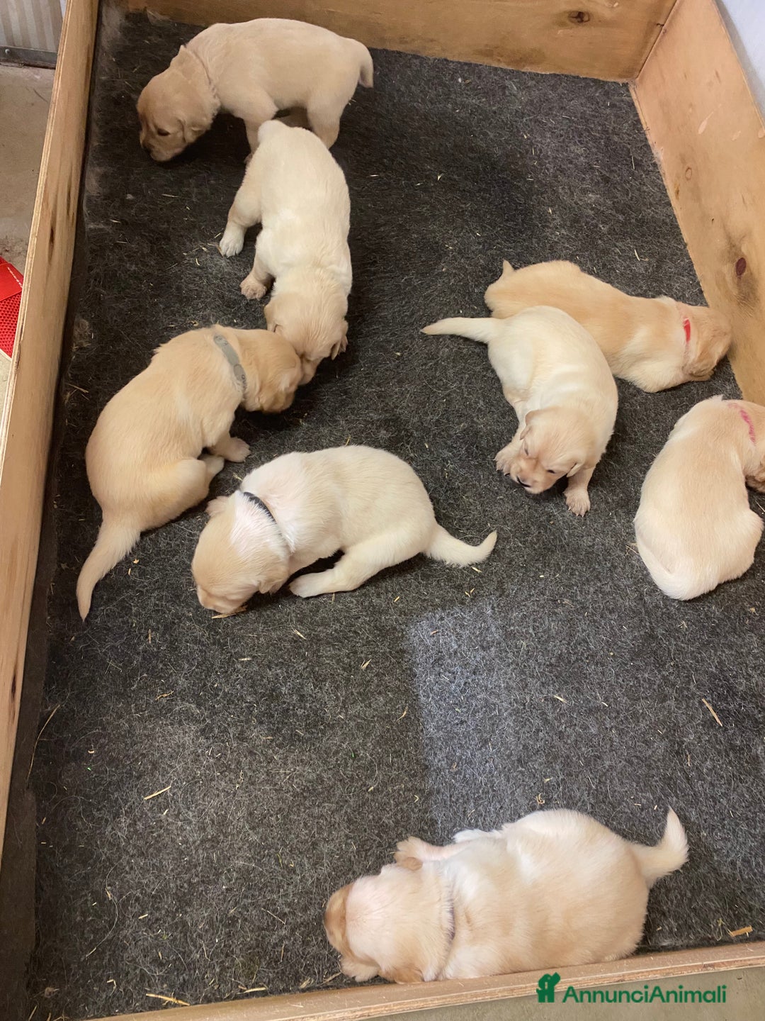 Golden Retriever cani in vendita: Cuccioli di golden retriever a Provincia di Pavia - Immagine 7