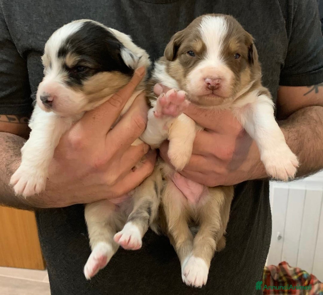 Australian Shepherd cani in vendita: Cuccioli di Pastore Australiano - Annuncio 1