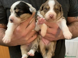 Australian Shepherd cani Cuccioli di Pastore Australiano - Annuncio 7