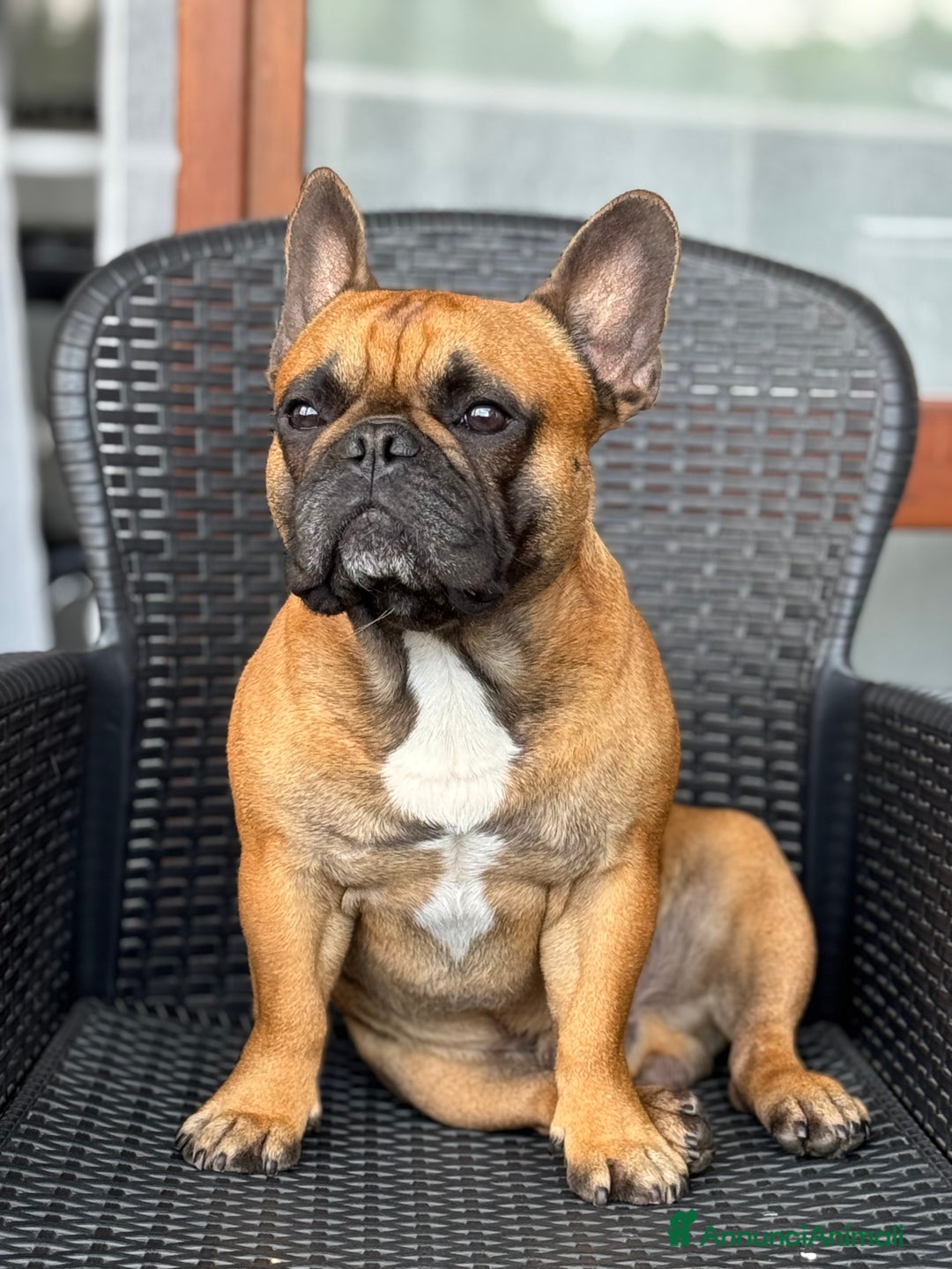 Bulldog Francese cani per accoppiamento: Monta bulldog francese - Annuncio 2