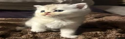Scottish gatti in vendita: Gattini Scottish Straight  - Annuncio 4