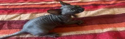 Sphynx gatti in vendita: Splendidi cuccioli di Sphynx disponibili a Provincia di Rimini - Annuncio 12