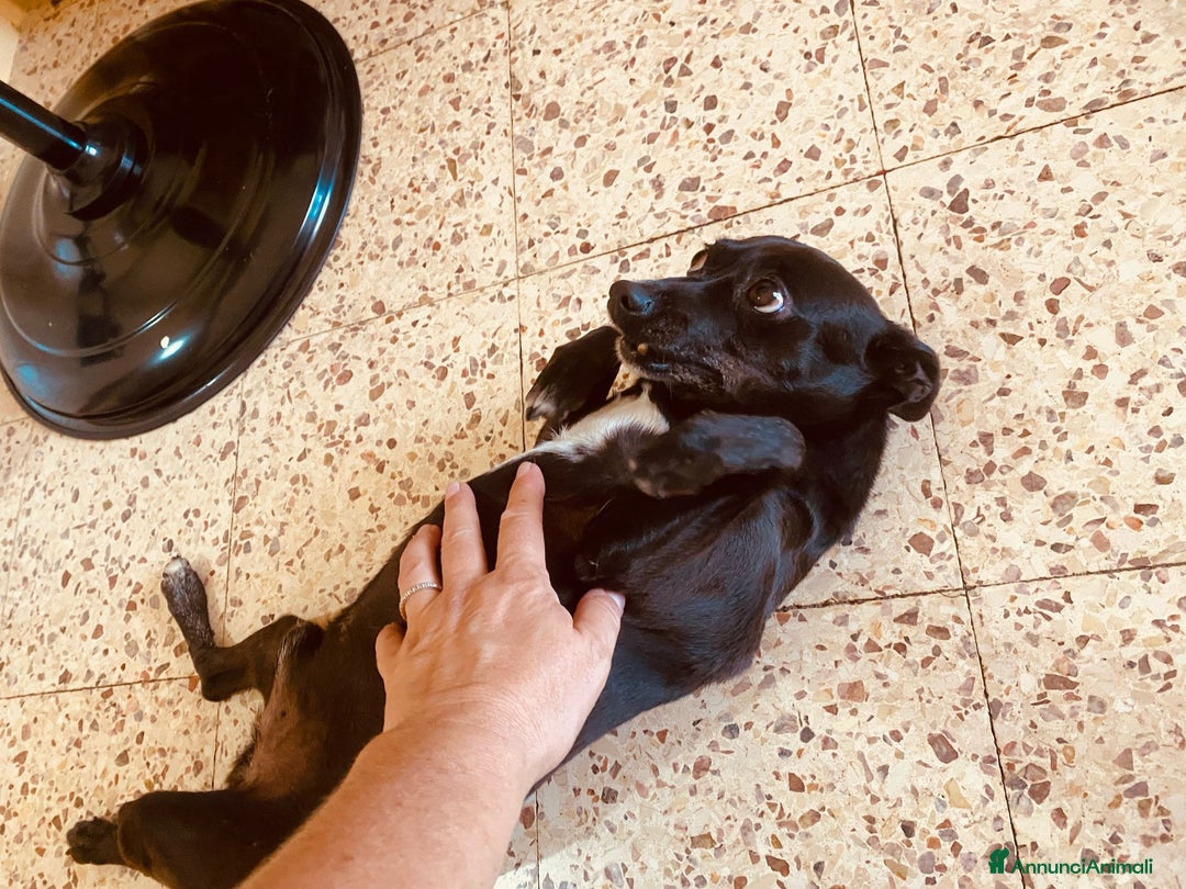 Pinscher Miniatura cani in regalo: Chicco pinscher molto tranquillo e coccolone - Annuncio 17