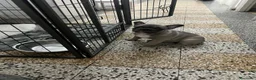 Bulldog Francese cani in vendita: Buldog francese - Annuncio 3