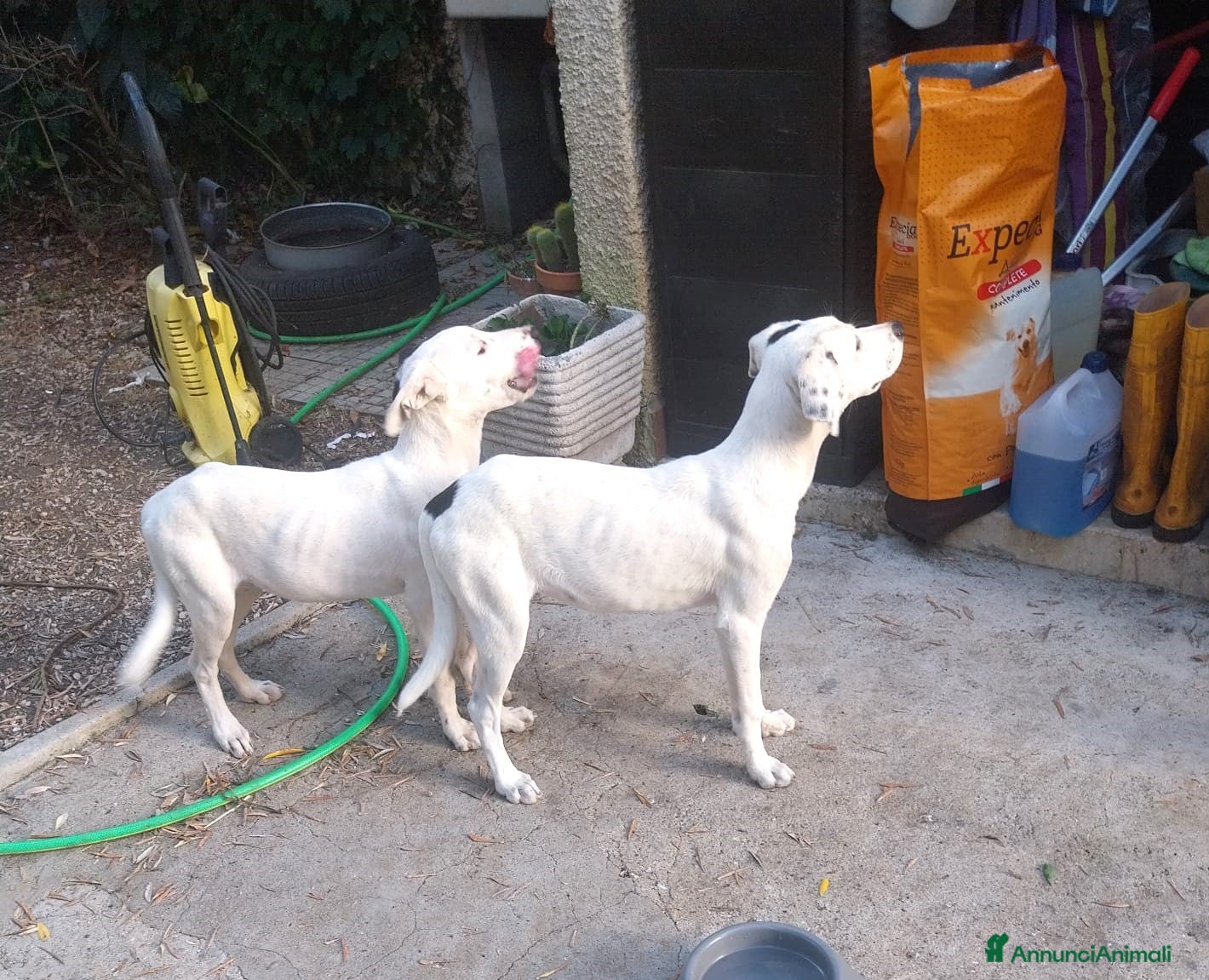 Meticcio cani Thelma & Louise - sorelline cucciole meticce - Annuncio 2