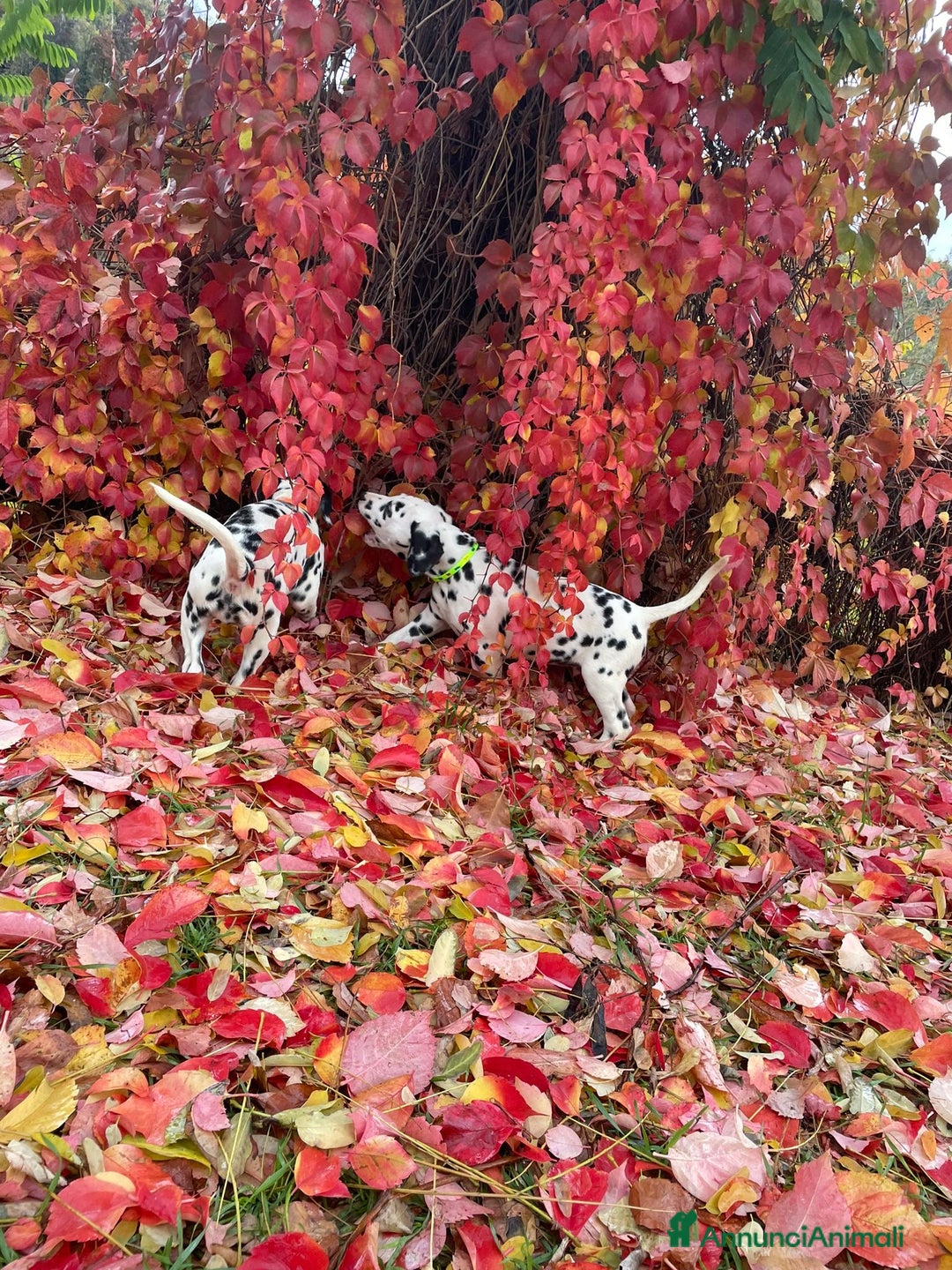 Dalmata cani in vendita: Cuccioli Dalmata con Pedigree - Annuncio 5