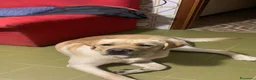 Labrador cani per accoppiamento: Labrador maschio per accoppiamento a Provincia del Verbano-Cusio-Ossola - Annuncio 4