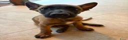 Pastore Belga cani in vendita: Vendesi cuccioli di Pastore belga malinois - Annuncio 5