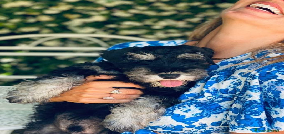 Immagine della galleria {{count}}