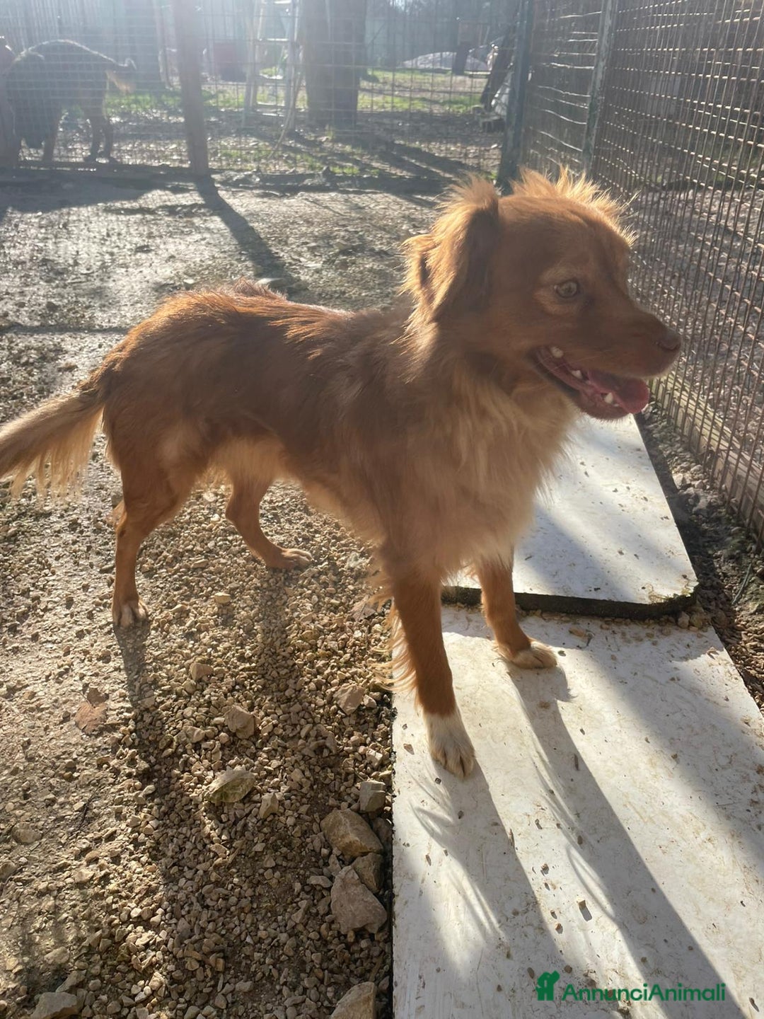 Meticcio cani in regalo: MEMOLE CANGU TAGLIA PICCOLA - Annuncio 15