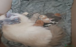 Ragdoll gatti in vendita: Incrocio ragdoll gatti a Città metropolitana di Catania - Immagine 1